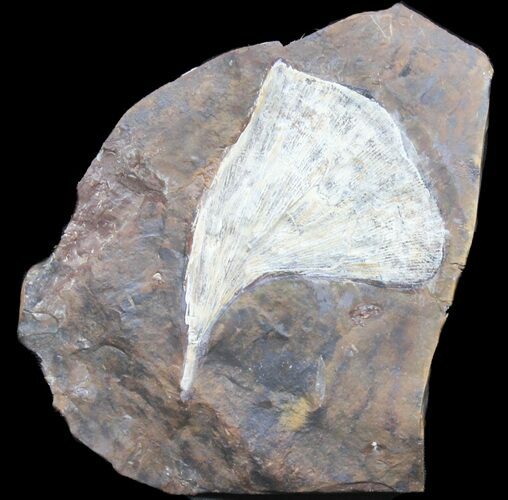 Fossil Ginkgo Leaf From North Dakota #39010